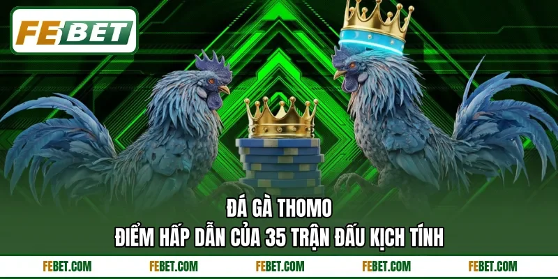 Đá Gà Thomo - Điểm Hấp Dẫn Của 35 Trận Đấu Kịch Tính