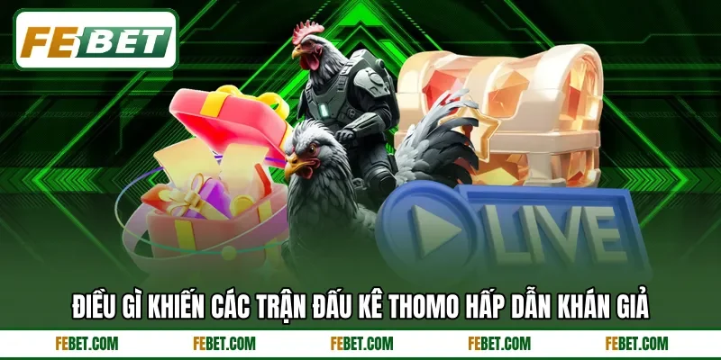 Điều gì khiến các trận đấu kê Thomo hấp dẫn khán giả