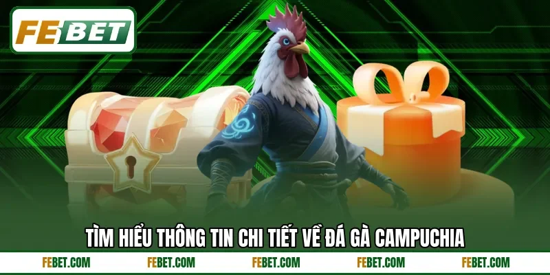 Tìm hiểu thông tin chi tiết về đá gà Campuchia